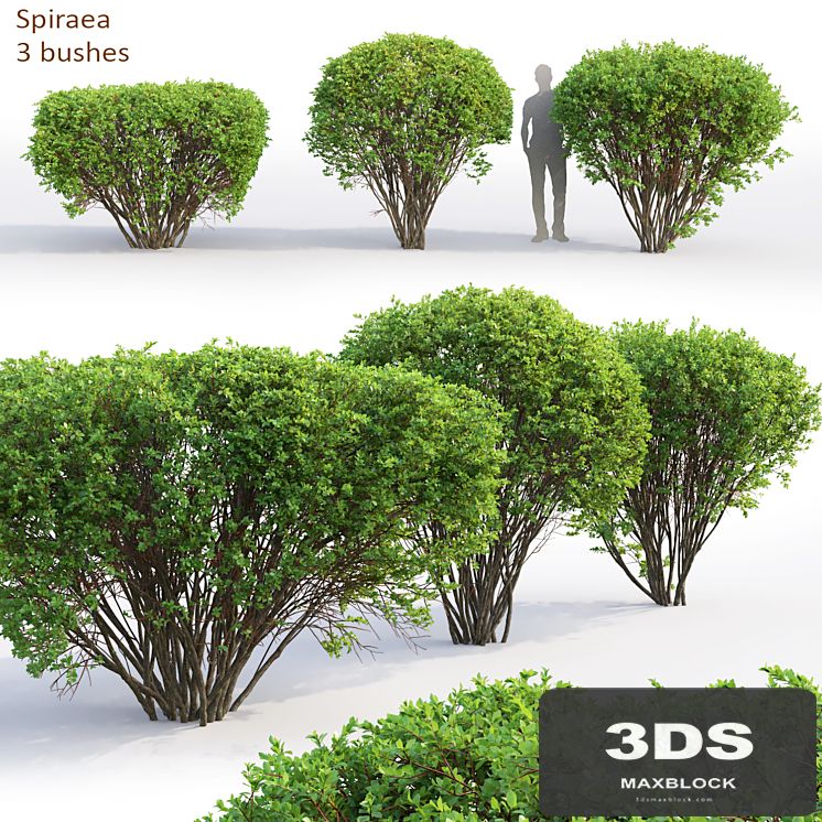 Spiraea