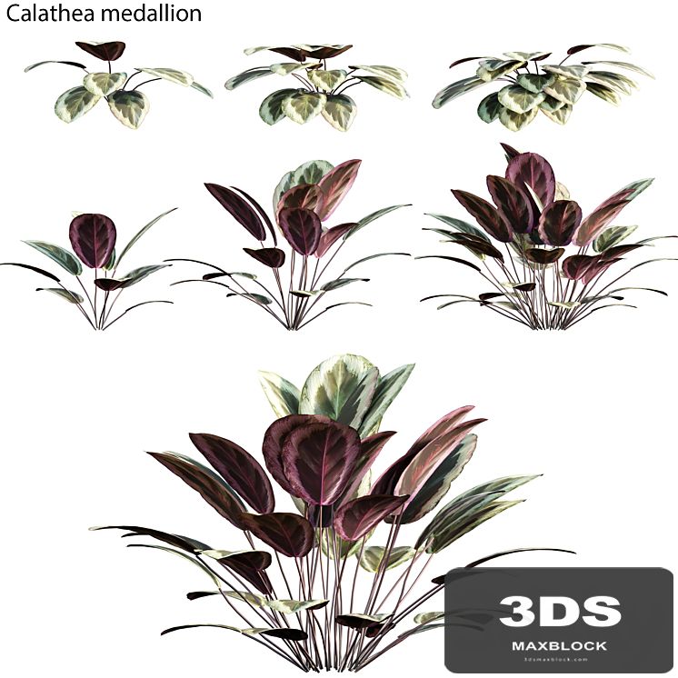 Calathea medallion 01