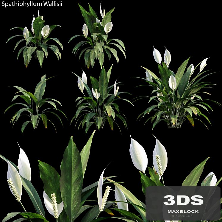 Spathiphyllum Wallisii 01