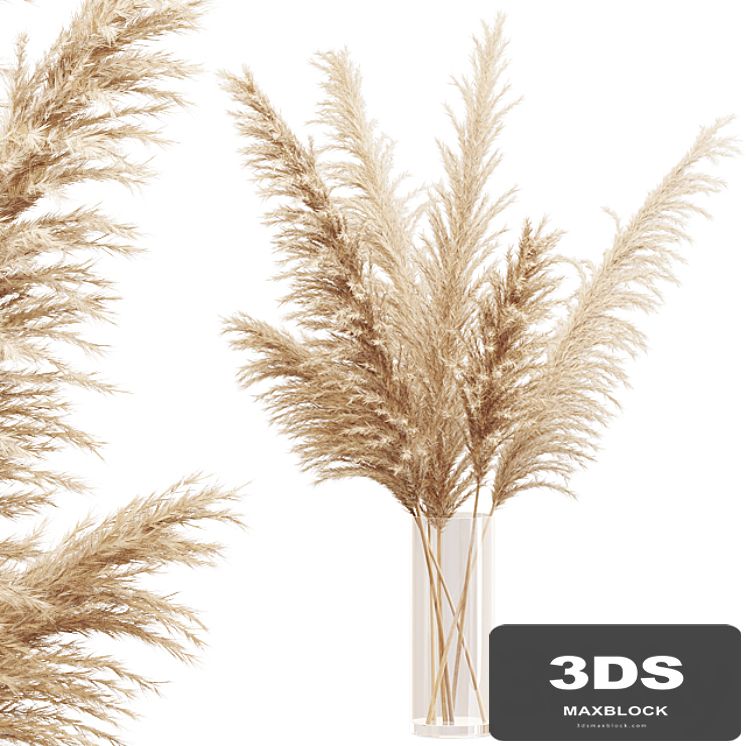 Big dried flower pampas grass in glass vase