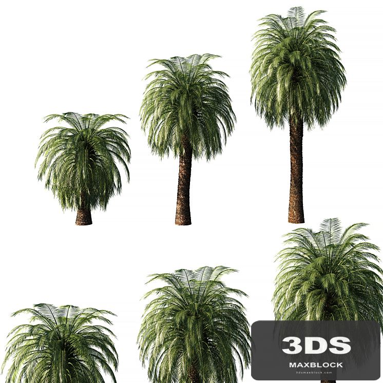 Macrozamia Moorei palm tree