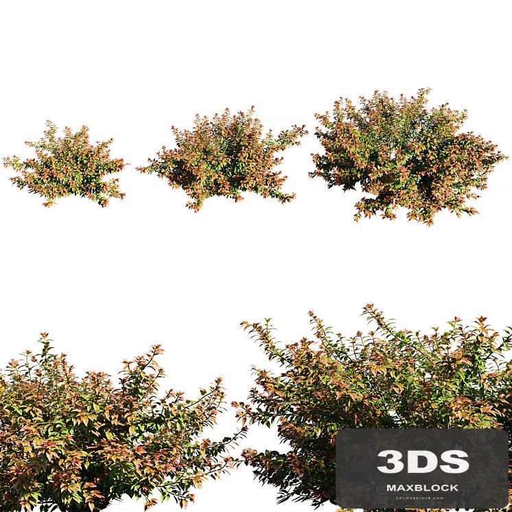 Abelia x grandiflora RED