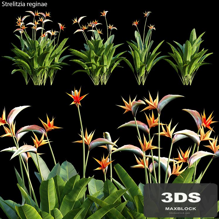 Strelitzia reginae 01