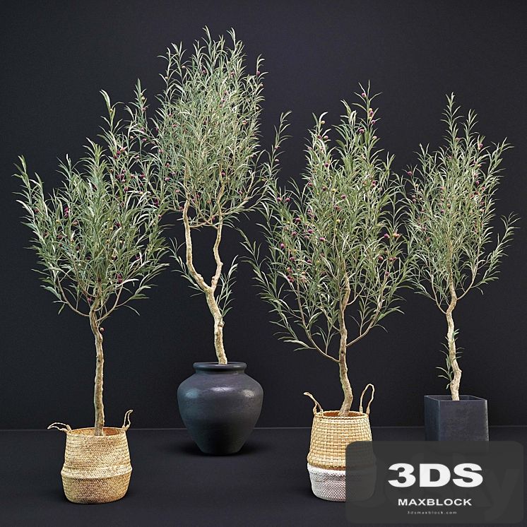 Olive Tree