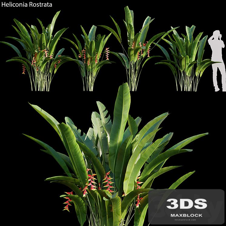 Heliconia Rostrata 01