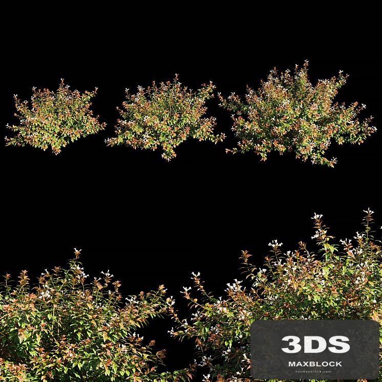 Abelia x grandiflora with flower