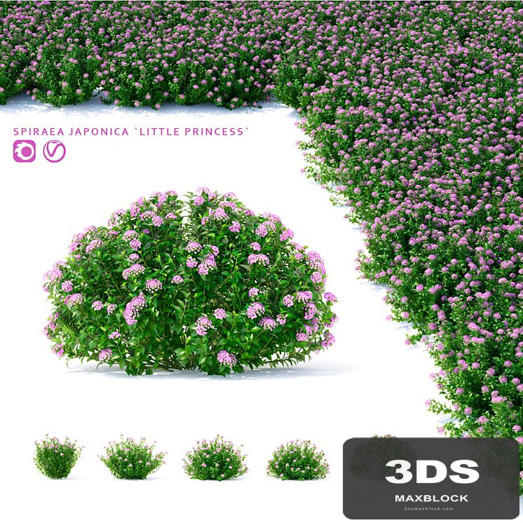 Spiraea japanese bushes | Spiraea japonica Little Princess