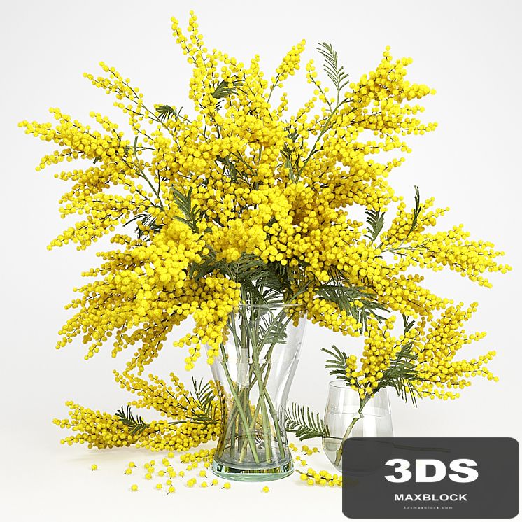 Mimosa_1