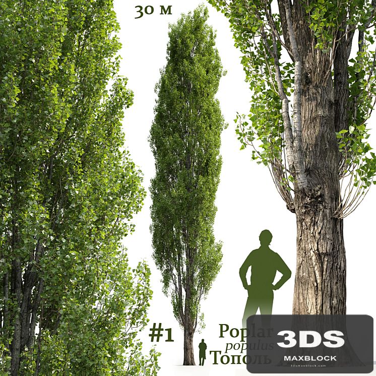 Poplar / Populus #1