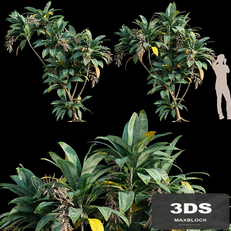 Dracaena 01