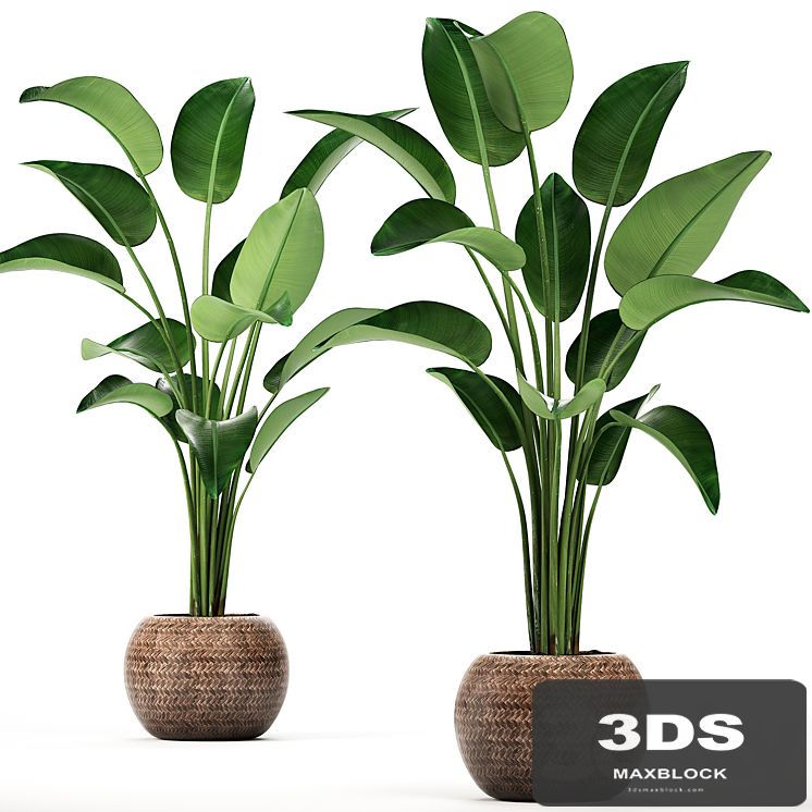 A beautiful decorative lush Strelitzia flower in a round rattan basket. Set 456.