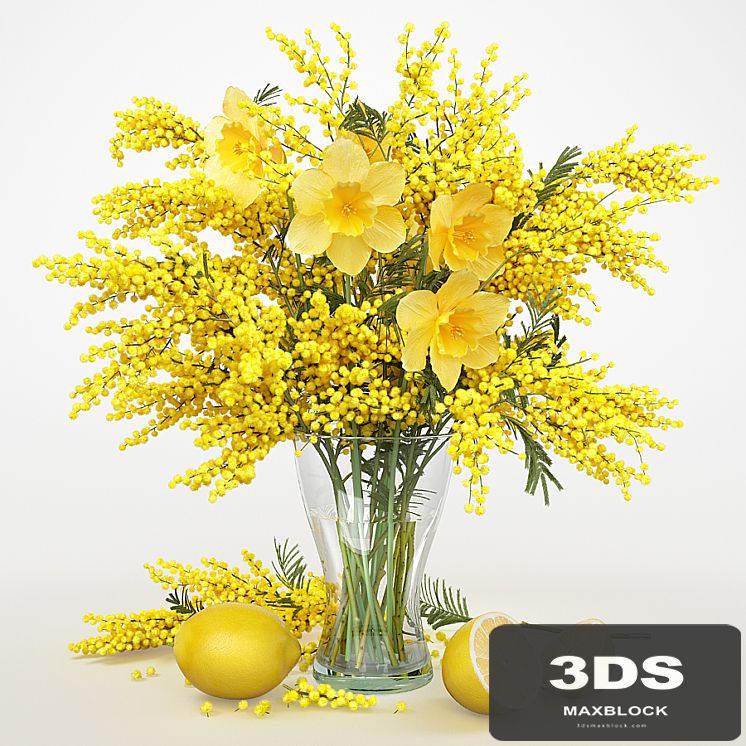 Mimosa_2