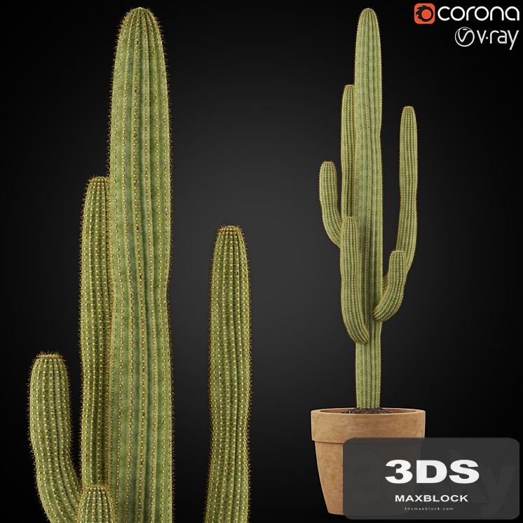 Plants collection 253
