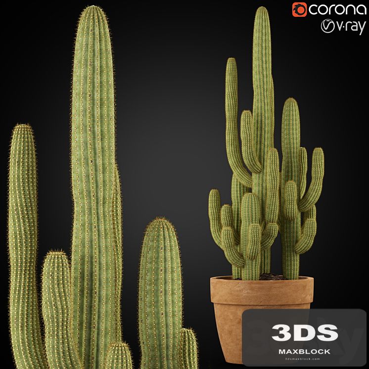 Plants collection 254