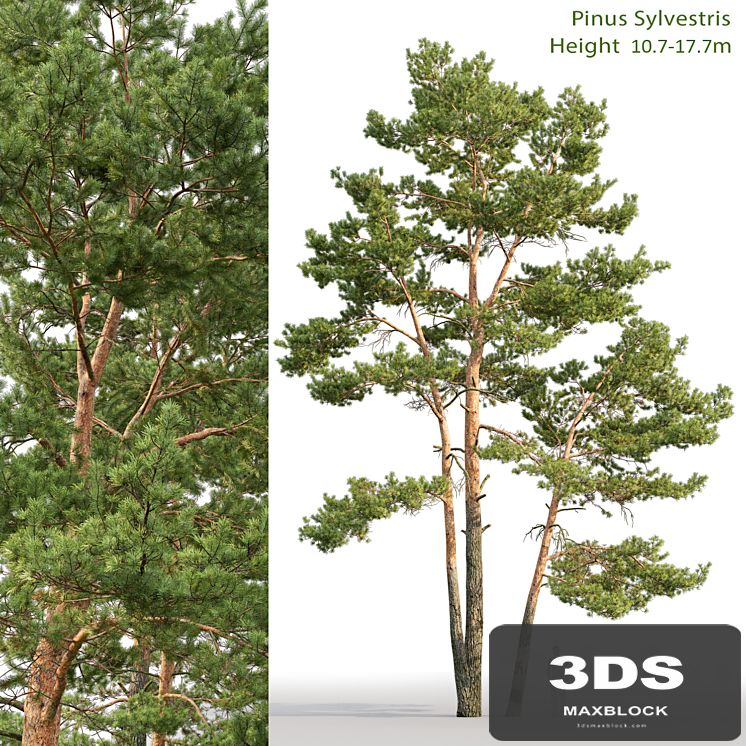 Pine