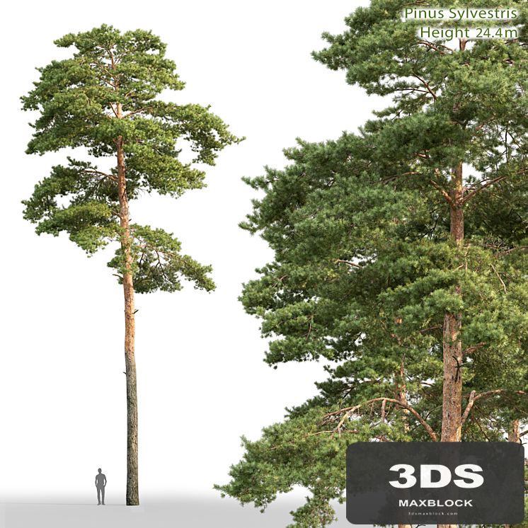 Pine