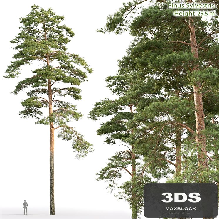 Pine