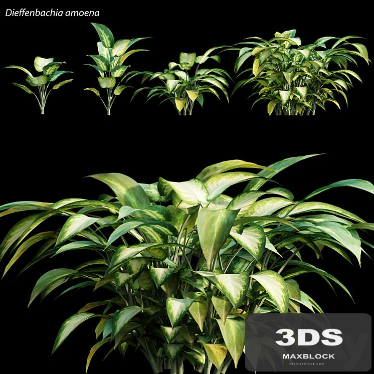 Dieffenbachia amoena