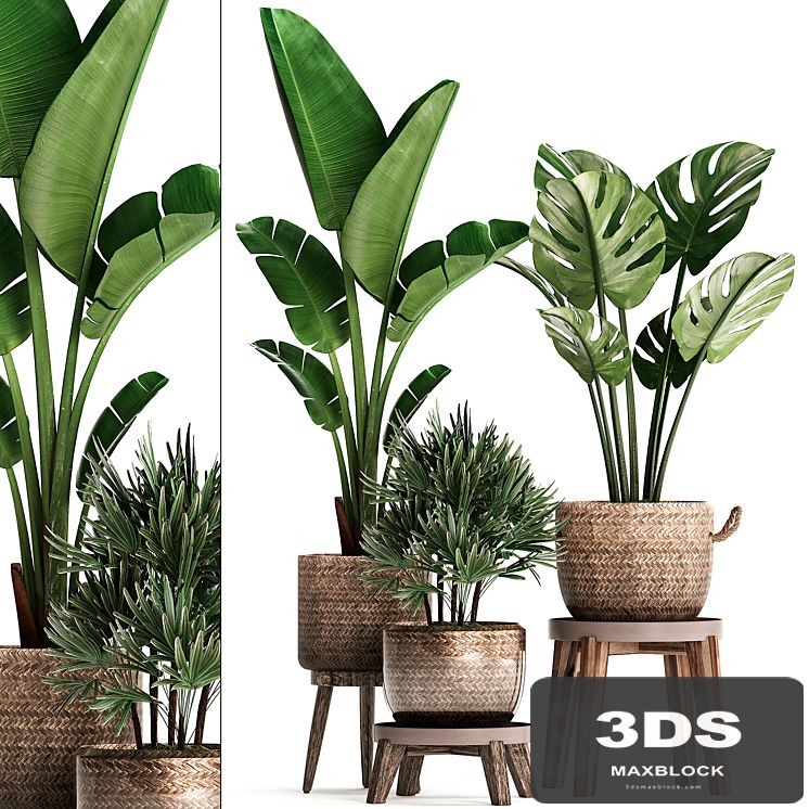 A collection of plants in modern rattan baskets with a flower stand Banana, strelitzia, palm Rhapis, monstera. Set 457.