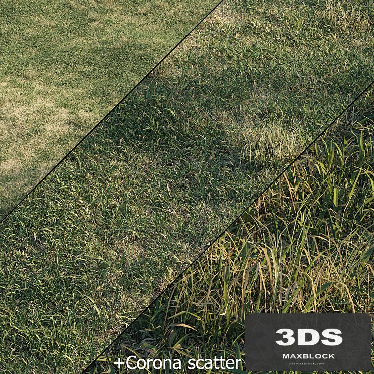Spring meadow | grass
