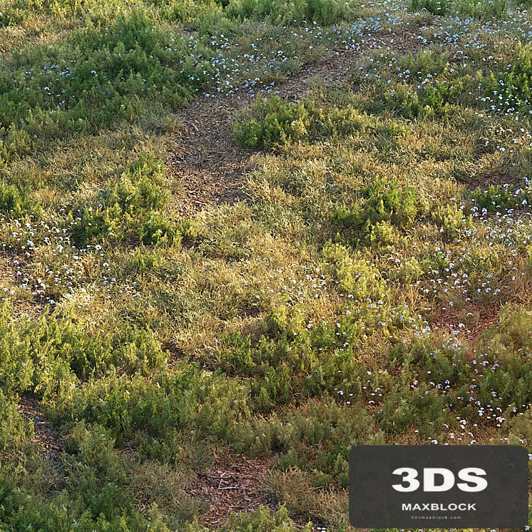 Forest grass