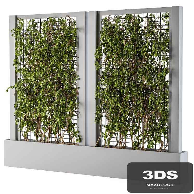 ivy Box Plants Gray