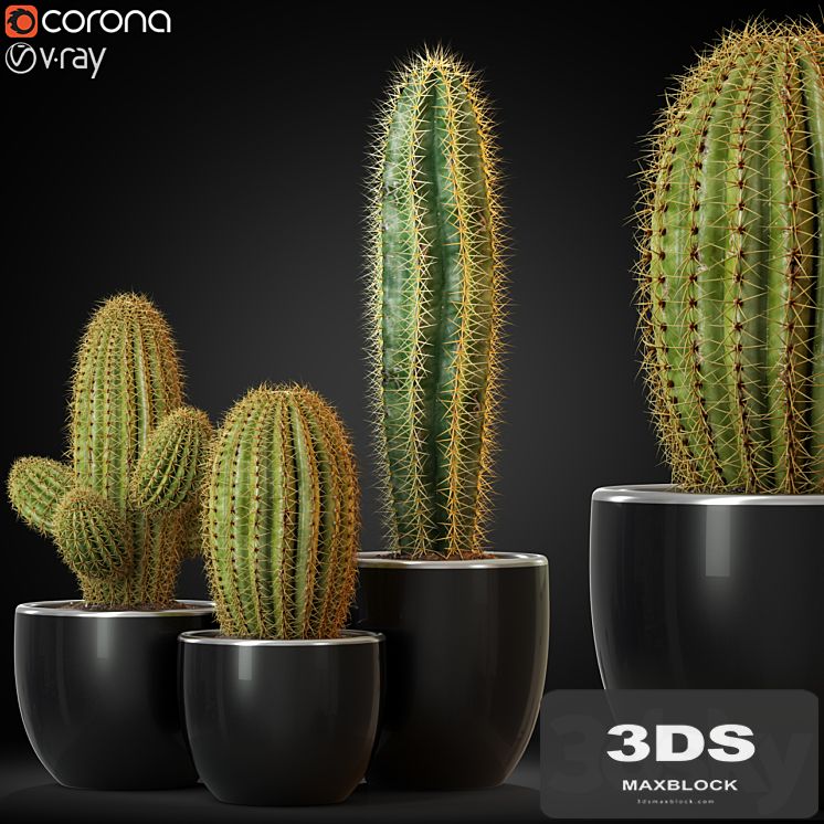 Plants collection 258