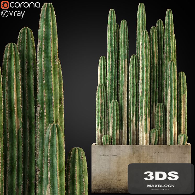 Plants collection 260