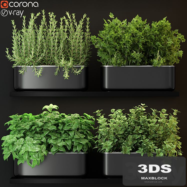 Plants collection 262