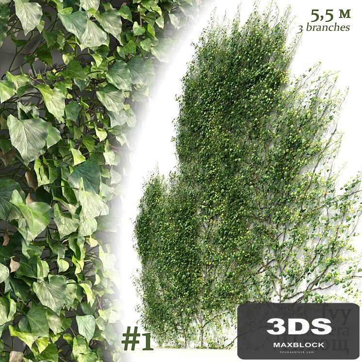 Ivy / Hedera Helix #1
