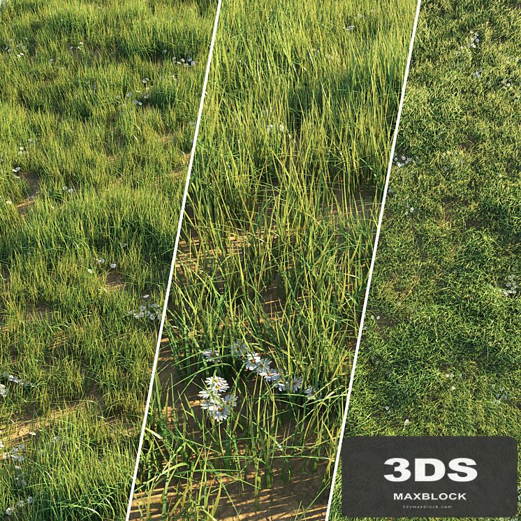 Uncut grass lawn