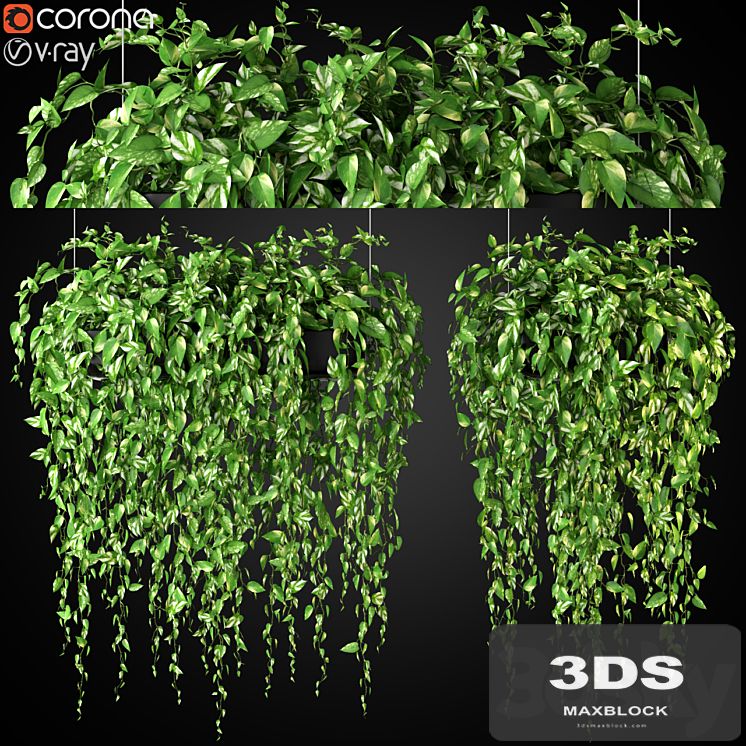 Plants collection 265