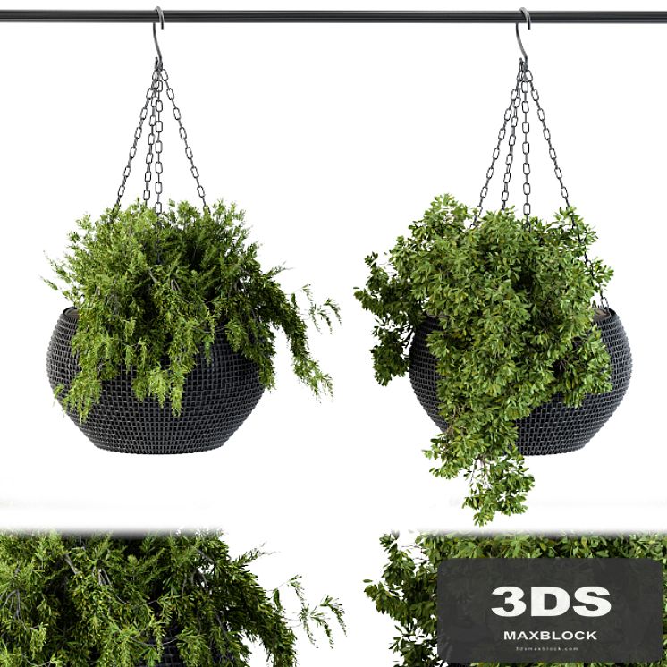 Hanging plant in black pot