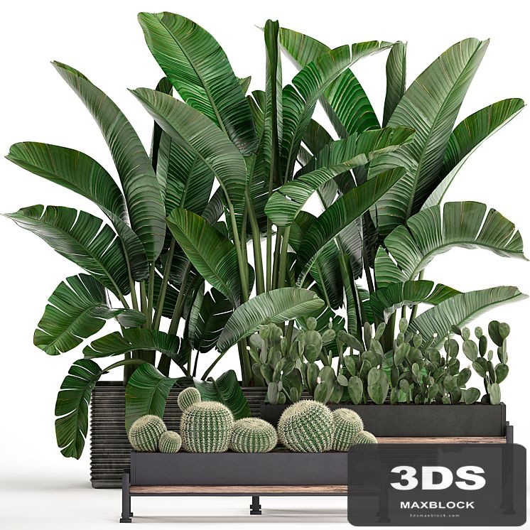 A collection of lush plants thickets in black pots with cacti, palm, strelitzia, bushes, prickly pear, banana. Set 458.