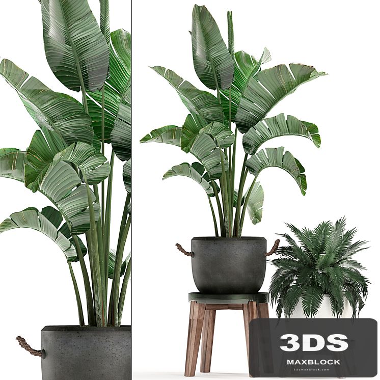 Collection of plants in modern black and white pots with a flower stand Banana palm, strelitzia, palm. Set 459.