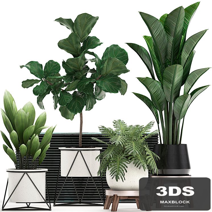 A collection of plants in modern white pots on legs with a small tree Ficus lirata, Philodendron, banana. Set 460.s
