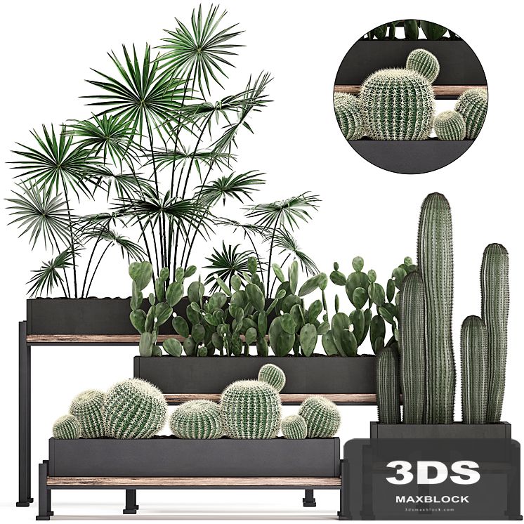 Collection of small plants in potted flower beds on legs with Fan palm, Cactus, Prickly pear, Carnegie, Barrel cactus. Set 462.