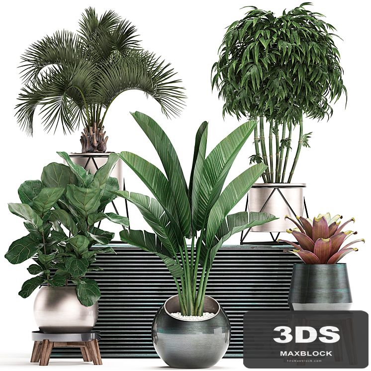Collection of plants in modern luxury pots with Banana palm, Ficus Lirata, rapeseed, banana, bamboo, luxury. Set 463.