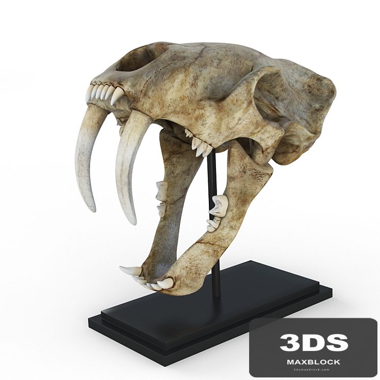 Skull of saber-toothed tiger