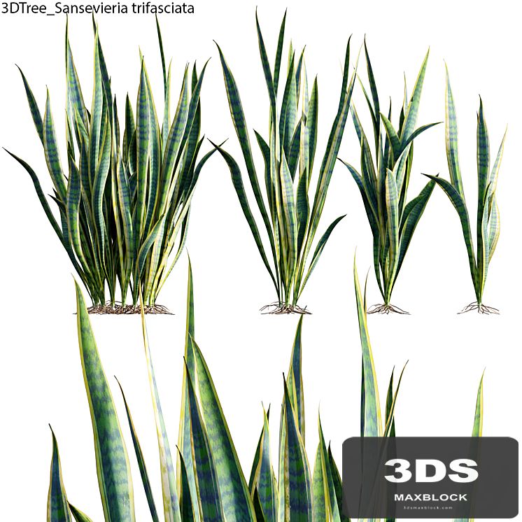 Sansevieria trifasciata 01
