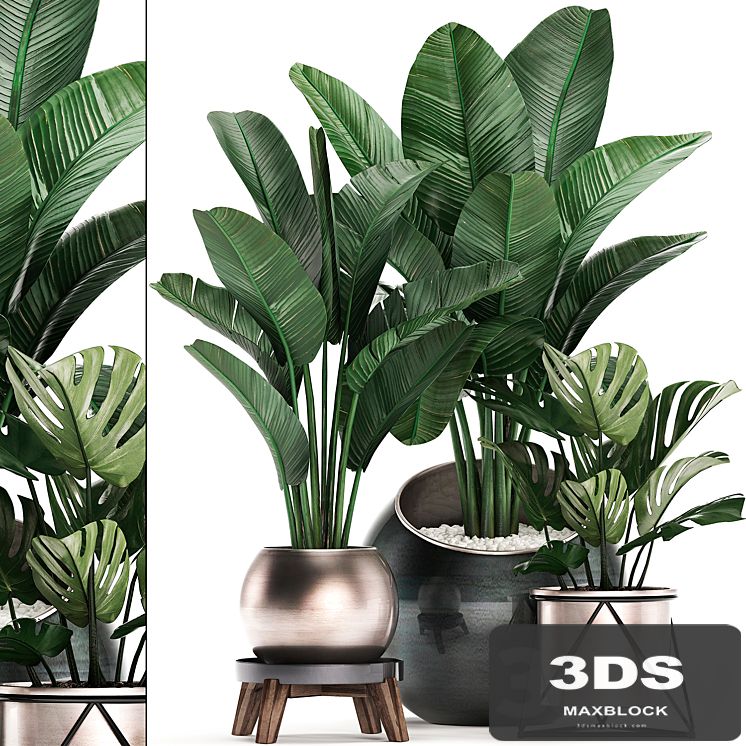 Collection of small plants in modern round pots with Banana palm, strelitzia, monstera, luxury. Set 465.