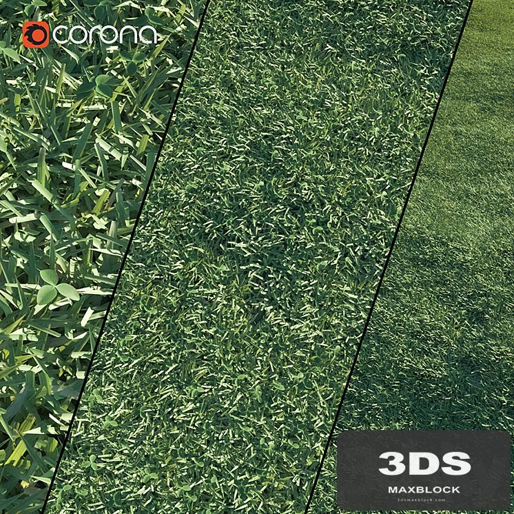 Lawn grass