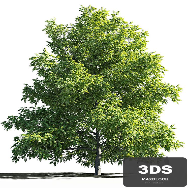 Manchurian Walnut (Juglans mandshurica)