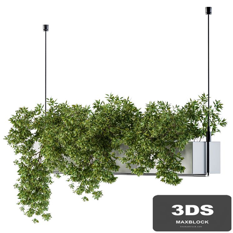 Hanging box plant
