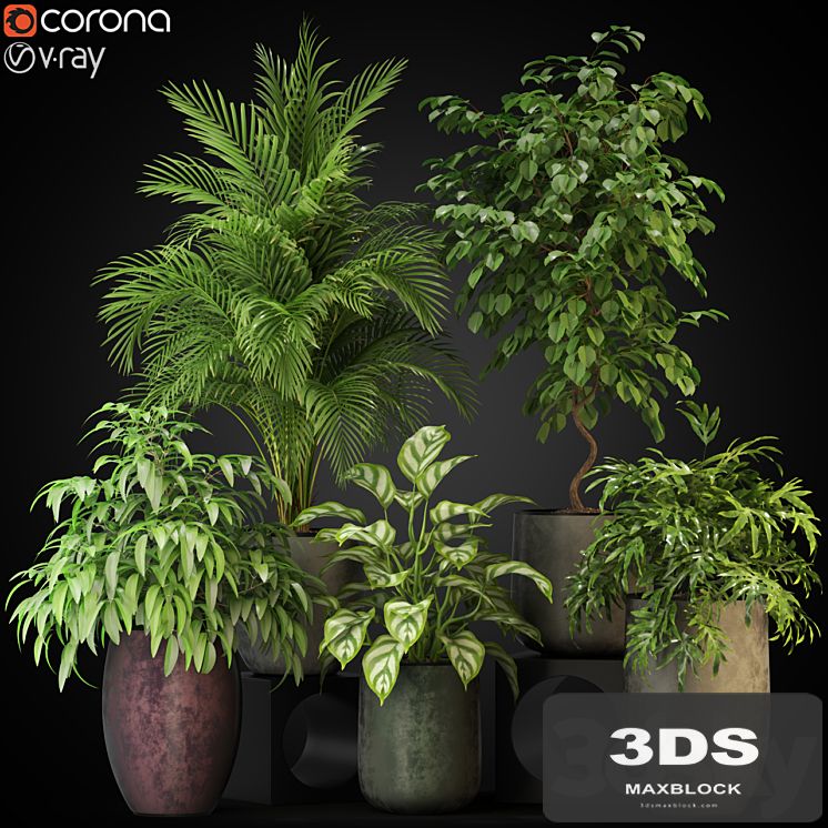 Plants collection 269