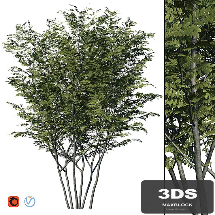 Honey locust