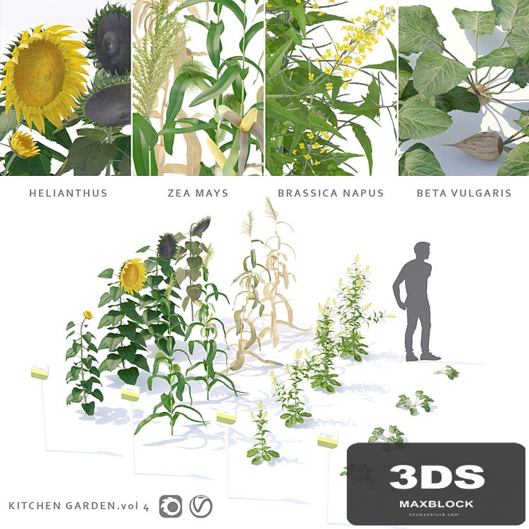 Vegetable garden | Kitchen garden.vol 4