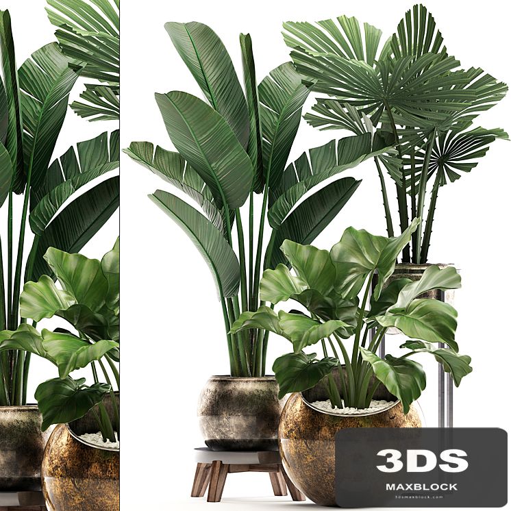 Collection of small plants in luxury pots with Licuala and banana bush, round flowerpot, Alokasia, strelitzia. Set 467.