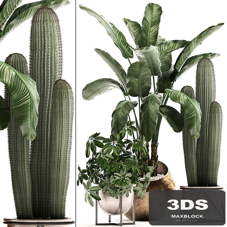 Plant Collection 468. Cactus and banana bush, round flowerpot, indoor plants, Schefflera, deluxe pot, bushes, thickets