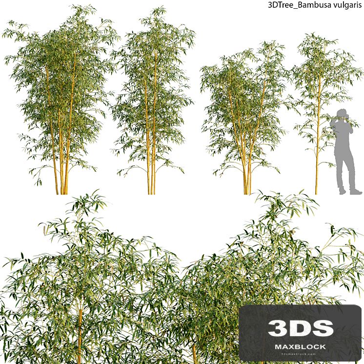 Bambusa vulgaris 01
